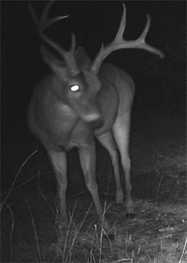 Whitetail Hunting